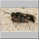 Alysson spinosus - Grabwespe w03b 8mm mit Zikade - Teverener Heide.jpg